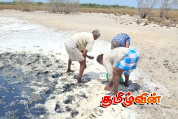 உப்பு அறுவடை செய்து வரும் நெல் விவசாயிகள்