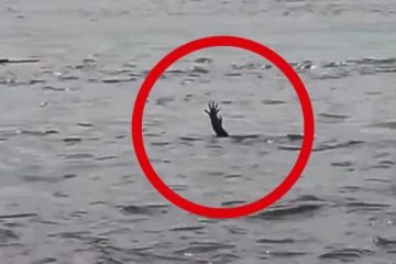 மனிதர்களை போல் சிந்திக்க தொடங்கியுள்ள விலங்குகள் ; வைரல் வீடியோ