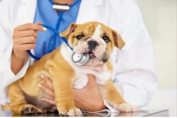 ඔබේ ආරක්ෂකයා මෙන්ම සමීප සුරතලාගේ රෝග පිළිබඳ දැනුවත් වෙමු..