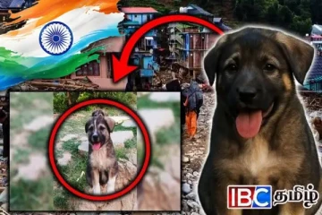 நெகிழ்ச்சி சம்பவம்: தரைமட்டமான கிராமம் - 67 பேரின் உயிரை காப்பாற்றிய நாய்