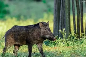 மிரட்டும் ஆப்ரிக்க பன்றிக் காய்ச்சல் : வளர்ப்பு பன்றிகளை விற்க தடை