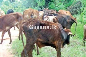 එළ ගවයින් සොරකමේ ගිය පිරිසක් රෝහලට..