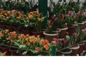 ஹாலந்தின் கெலா லில்லி மலர் உதகை தாவரவியல் பூங்காவில் பூத்து குலுங்கியது