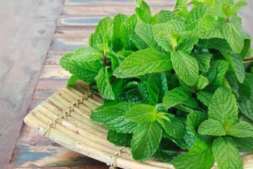 ஆரோக்கிய ரகசியங்களை மறைத்து வைத்திருக்கும் ஆற்புத இலை! கண்டிப்பாக சாப்பிடவும்!