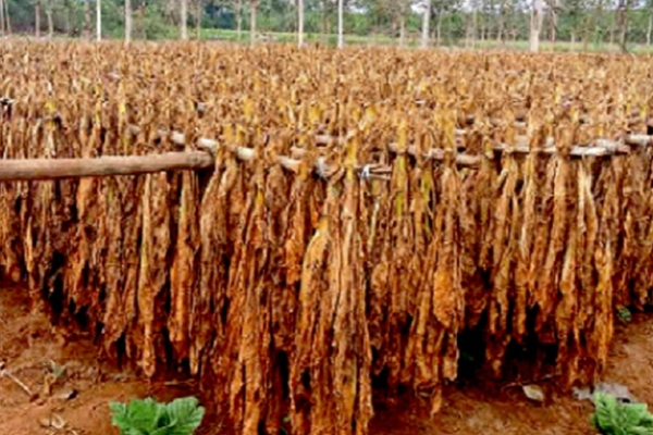 மாணவர்கள் மத்தியில் அதிகரித்துள்ள புகையிலைப் பாவனை! | Tobacco Use Among Adolescent Students