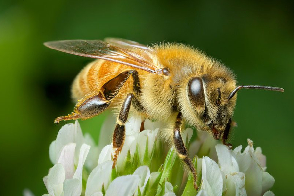 14 மாணவர்களை கொட்டிய குளவி! | 14 Students Were Dropped By The Wasp