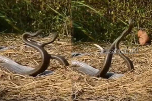 ராட்சத பாம்புகளின் அசத்தலான காதல் நடனம்! மெய்சிலிர்க்க வைக்கும் காட்சி | Snakes Love Dance Viral Video