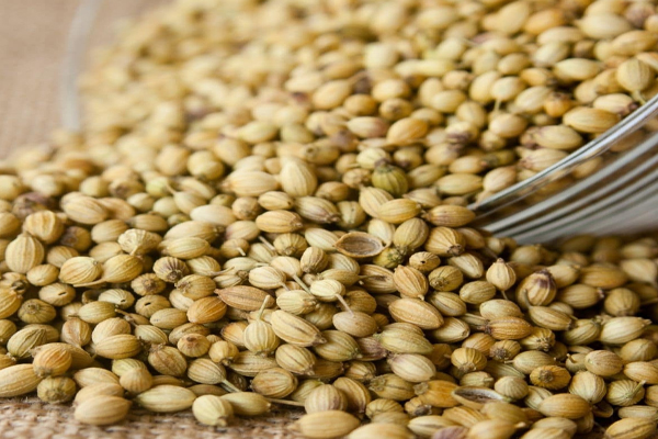 நீரிழிவு நோயைக் கட்டுக்குள் வைக்கும் கொத்தமல்லி | Coriander Keeps Diabetes Under Control