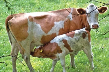 நாட்டில் கறவை மாடுகளுக்கு பற்றாக்குறை