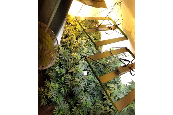 கஞ்சாவிற்காக... சுற்றுலாப் பயணிகளால் தத்தளிக்கும் தாய்லாந்து! | Weed Legalisation In Thailand Huge Tourism