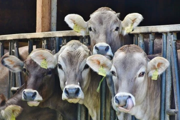පොසොන් පොහොයට විකුණන්න හරකුන් මැරූ ඝාතකාගාරයක් වටලයි