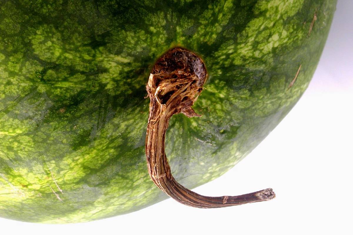 இனிப்பான நல்ல தர்பூசணி பழத்தை எப்படி பார்த்து வாங்குவது? | Things Consider When Buying Watermelon Red Sweet