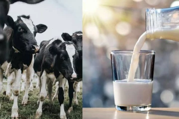 பசும்பாலில் மிக ஆபத்தான பறவைக் காய்ச்சல் அறிகுறிகள்... மனிதர்களுக்கு கடத்தப்படும் அபாயம்