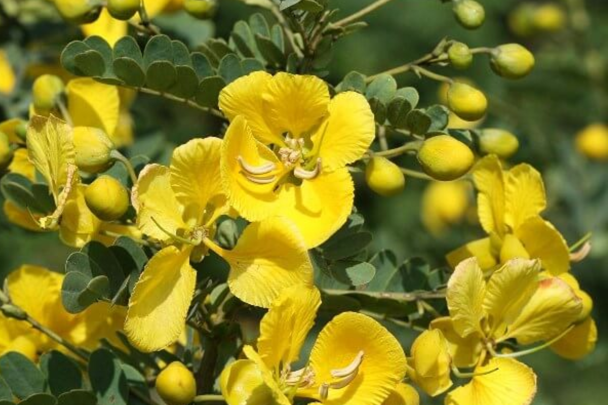 රණවරා ගැන ඔබ නොදත් දේ මෙන්න | Information About Ranawara