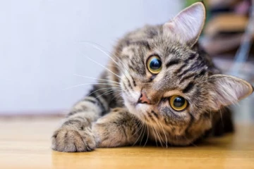 பூனையை பச்சையாக சாப்பிட்ட இளைஞர்; 5 நாட்களாக வாட்டிய பசி - என்ன நடந்தது?