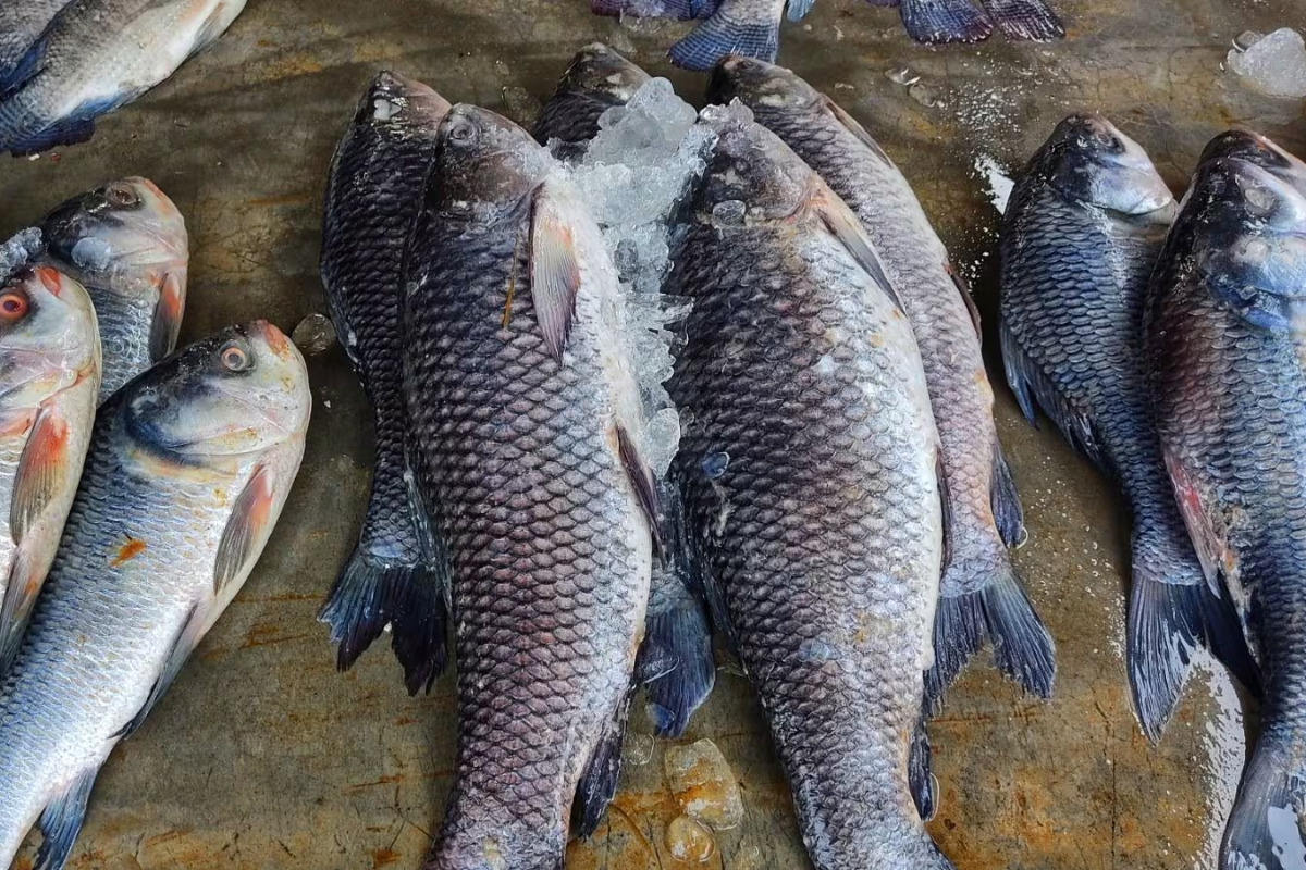 விலை ரூ.150 மட்டுமே! மாரடைப்பு அபாயத்தை குறைக்கும் மீன் | Fish Prevent Heart Attack விலை ரூ.150 மட்டுமே! மாரடைப்பு அபாயத்தை குறைக்கும் மீன் | Fish Prevent Heart Attack
