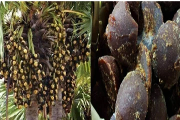 பனை மரத்தை வெட்ட மாவட்ட ஆட்சியரின் அனுமதி கட்டாயம் - அமைச்சர் எம்ஆர்கே பன்னீர்செல்வம் அறிவிப்பு