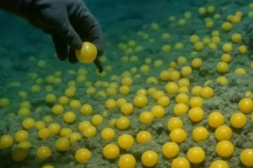 ஆழக்கடலில் மில்லியன் கணக்கான மின்னும் தங்க முட்டைகள்... அதன் மர்ம பின்னணி