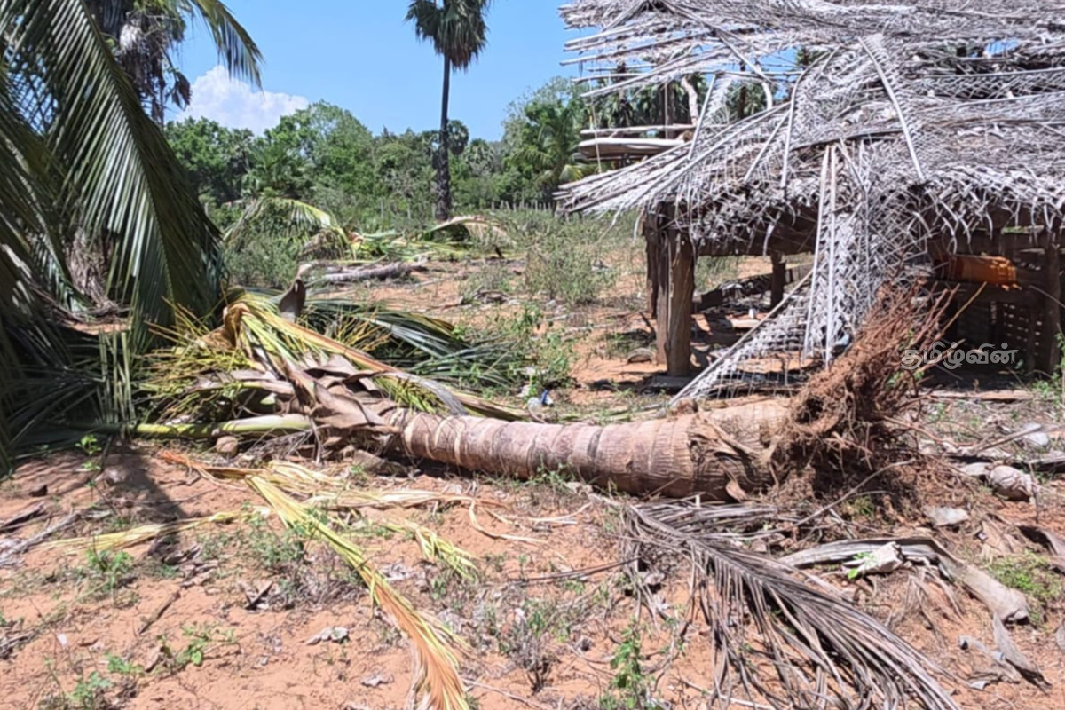 தமிழர் பகுதிகளில் அதிகரிக்கும் காட்டு யானைகளின் அட்டகாசம் - உடனடி நடவடிக்கை கோரும் மக்கள் | Escalating Menace Of Wild Elephants தமிழர் பகுதிகளில் அதிகரிக்கும் காட்டு யானைகளின் அட்டகாசம் - உடனடி நடவடிக்கை கோரும் மக்கள் | Escalating Menace Of Wild Elephants