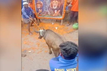 பிரபல நடிகர் பிறந்தநாள் கொண்டாட்டம் - மாட்டை வெட்டி பலி கொடுத்த ரசிகர்களால் சர்ச்சை வெடித்தது