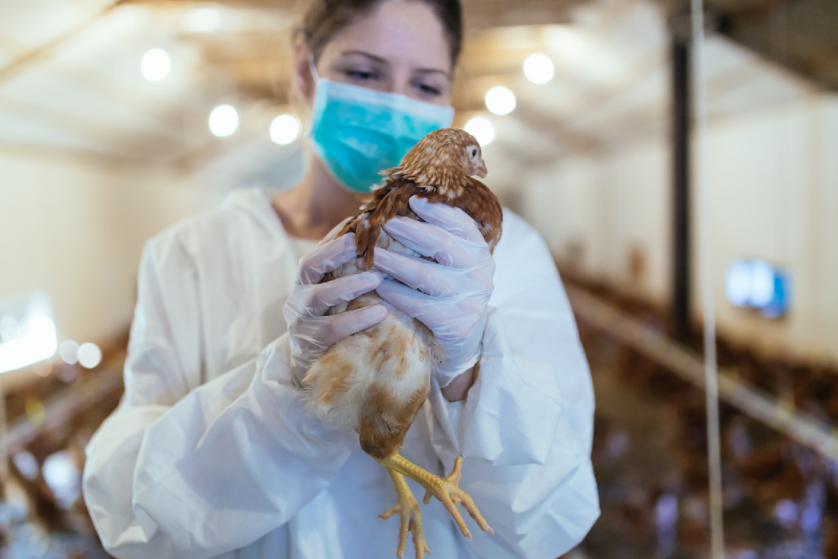 பறவைக் காய்ச்சலைத் தடுக்க பிரித்தானியாவின் புதிய நடவடிக்கை | Britain Takes Action To Prevent Bird Flu