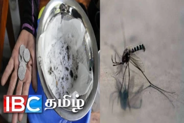 கொசுவை உயிராகவோ,பிணமாகவோ பிடித்தால் சன்மானம் : வெளிநாடொன்றின் விநோத அறிவிப்பு