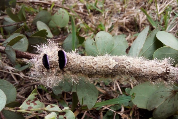 අරුම පුදුම යෝධ දළඹුවෙක් හමුවෙයි(PHOTOS) | Giant Caterpillar අරුම පුදුම යෝධ දළඹුවෙක් හමුවෙයි(PHOTOS) | Giant Caterpillar