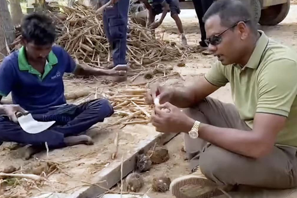 இயற்கை விவசாயப் பண்ணையில் 25,000 வரையான பனங்கிழங்குகள் அறுவடை | Harvest Up To 25000 Papayas In An Organic Farm