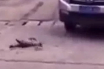 மனிதரையே ஏமாற்றிய பறவை... இந்த பறவையோட நடிப்பைப் பாருங்க! போன ஜென்மத்தில் நடிகனா இருக்குமா?