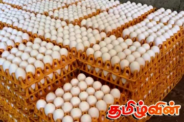 முட்டை விலை அதிகரிப்பு தொடர்பில் வெளியாகியுள்ள தகவல்