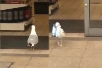 கடைக்குள் சென்று சிப்ஸ் பாக்கெட்டை எடுத்து சாப்பிடும் பறவை! அட்டகாசமான காட்சி