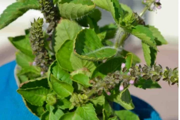 துளசி நிறைய சாப்பிட்டால் ஏற்படும் பக்க விளைவுகள்! யார் யாரெல்லாம் சாப்பிடக் கூடாது தெரியுமா?