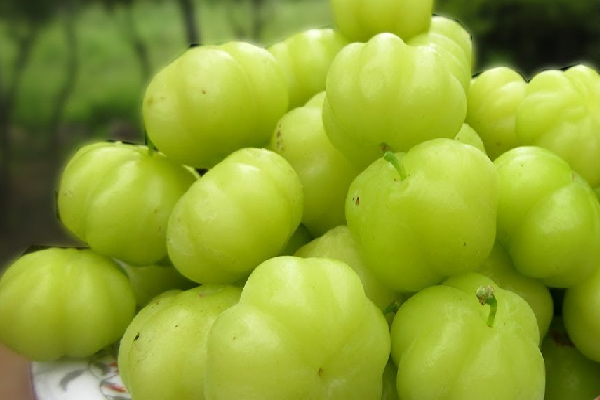 இந்த சின்ன காயை சாப்பிட்டால் அஞ்சி ஓடும் பல நோய்கள்! | Ari Gooseberry Afraid Of Many Diseases