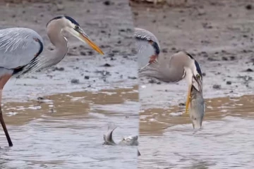 Viral Video: கண்முன் துடிதுடித்துக் கொண்டிருந்த மீன்... கடைசியில் நாரைக்கு உணவாகிய தருணம்