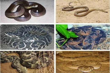 மக்களே அவதானம் ; பாம்புகளால் ஏற்படும் ஆபத்து