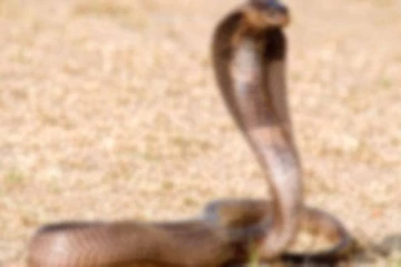 தீண்டிய பாம்பை வைத்தியசாலைக்கு எடுத்துச் சென்ற சிறுவன்