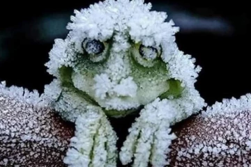 பனியால் உறைந்து உடலை அழுகாமல் 7 மாதம் பாதுகாக்கும் அதிசய தவளை....வியக்க வைக்கும் ஆச்சரியம்!