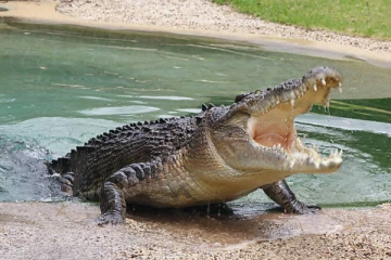 முதலைகளால் அச்சத்தின் பிடியில் மட்டக்களப்பு மக்கள்!