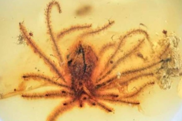 டைனோசர் காலத்தில் மலர்ந்த புதைபடிவ மலர்கள் | Fossil Flowers That Bloomed During Dinosaur Period