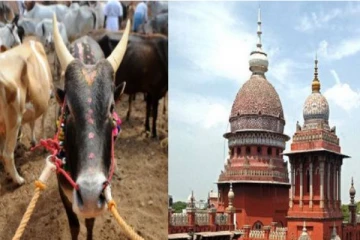 மாடுகளுக்கு மூக்கணாங்கயிறு வேண்டாம்.. புதிய விதியை உலகத்துக்கு சொல்வோம்... சென்னை உயர்நீதிமன்றம் அதிரடி உத்தரவு!