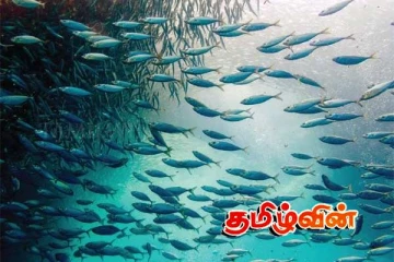 மீன்வள இழப்பைத் தடுக்க அரசாங்கம் நடவடிக்கை