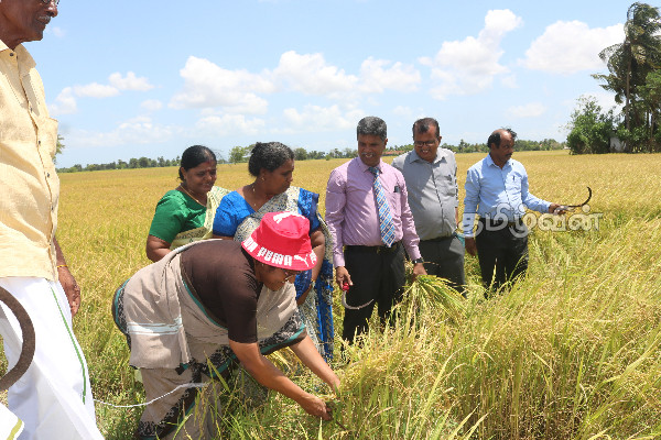 கிளிநொச்சியில் ஆரம்பமான சிறுபோக அறுவடை விழா | Harvest Festival Started In Kilinochchi