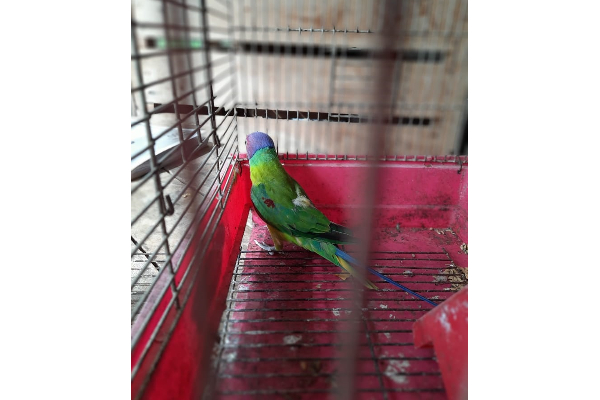 கிளியை மறைத்து வைத்தவருக்கு நேர்ந்த கதி! | What Happened To The Person Who Hid The Parrot