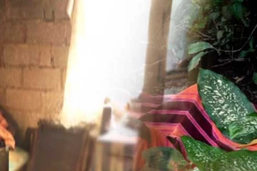 රාත්‍රි ආහාර වේලාව සකස් කරන්න පොල් ගෙඩියක් ගේන්න ගිය තරුණයෙකු මිය ගිය අවාසනාවන්ත සිදුවීම..