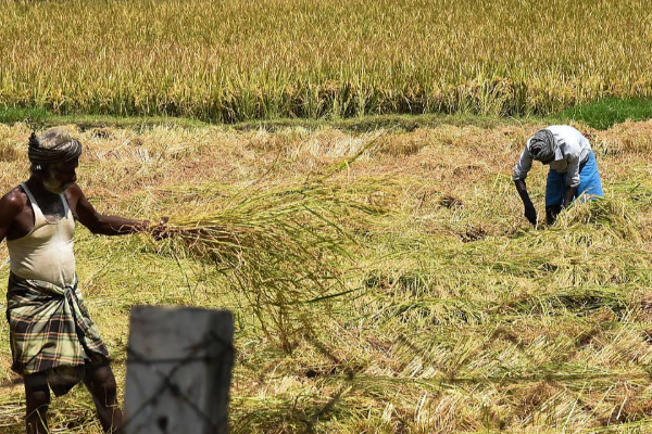 நெல் பயிரிடும் விவசாயிகளுக்கான புதிய காப்பீட்டுத் திட்டம் | Insurance Of Seed Paddy Production Farms