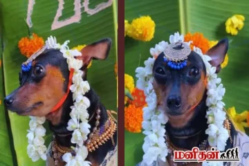 கர்ப்பமான நாய்க்கு வளைகாப்பு நடத்திய உரிமையாளர்! வைரலாகும் காணொளி