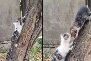 Viral Video: ஒரு பூனையின் காதை இழுத்துச்செல்லும் இன்னும்மொரு பூனை!