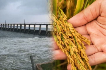 கிளிநொச்சியில் பயிர்செய்கை குழுவின் தீர்மானங்களை மீறி மேலதிக நெற்செய்கை