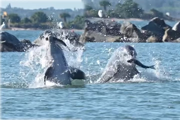 Viral Video: மீனை வேட்டையாடிய டால்பினின் Slow Motion காட்சி... திரும்ப திரும்ப பார்ப்பீங்க