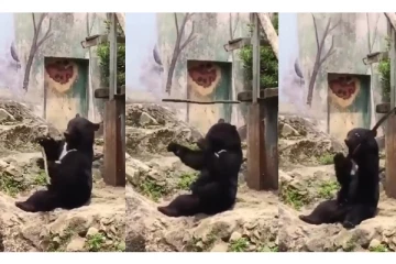 சிலம்பம் சுற்றிய கரடி - இணையதளத்தை கலக்கும் வைரல் வீடியோ